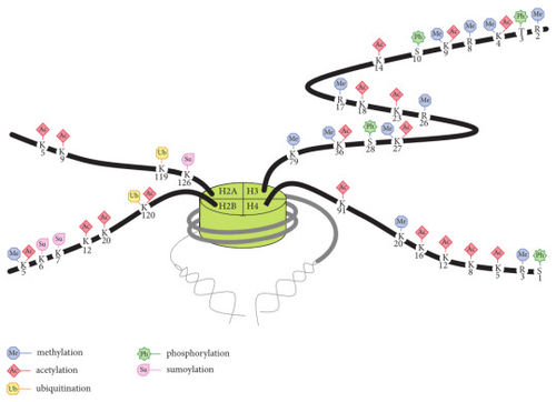 Custom Histones