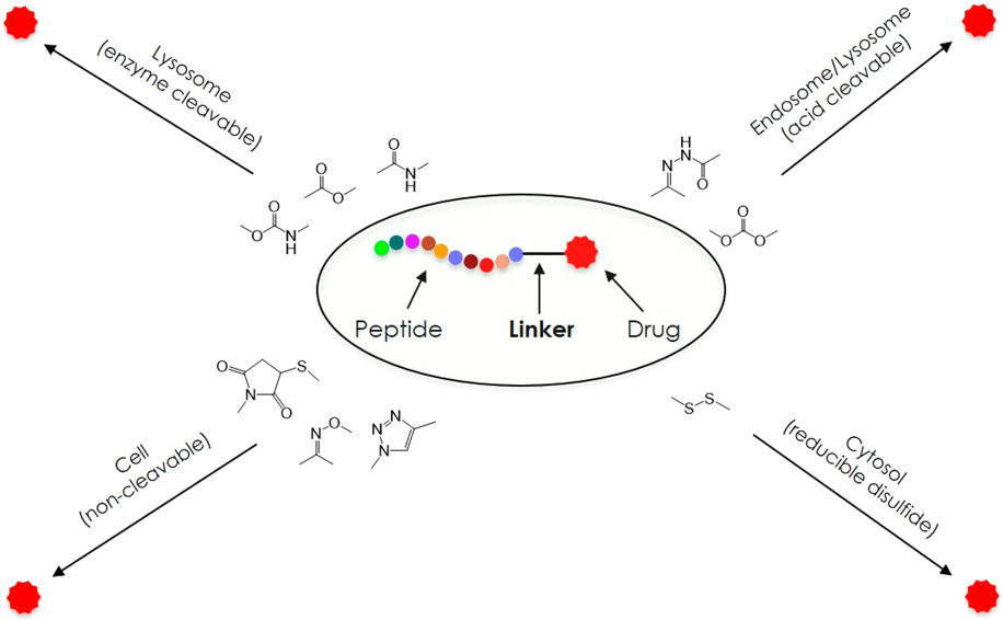 Peptide Conjugations